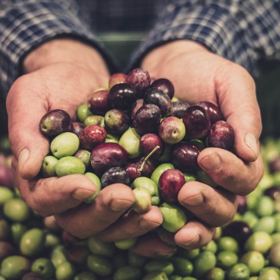 Let's (re)discover olive oil